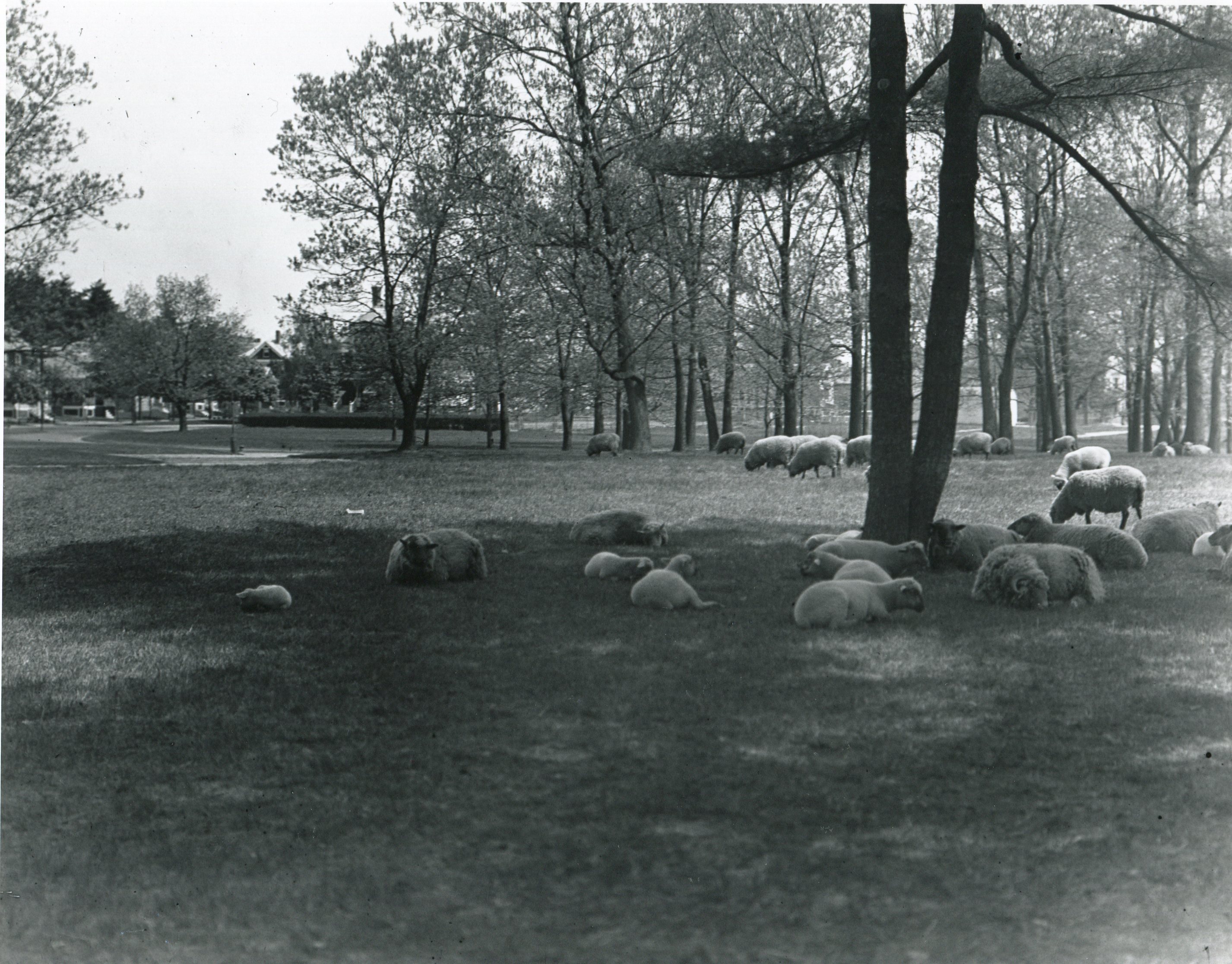 sheep-grazing-in-rwp-ca_1910