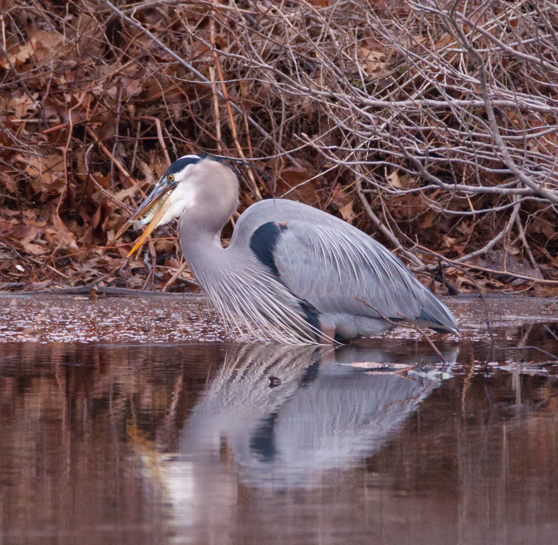 great-blue-heron-allaire