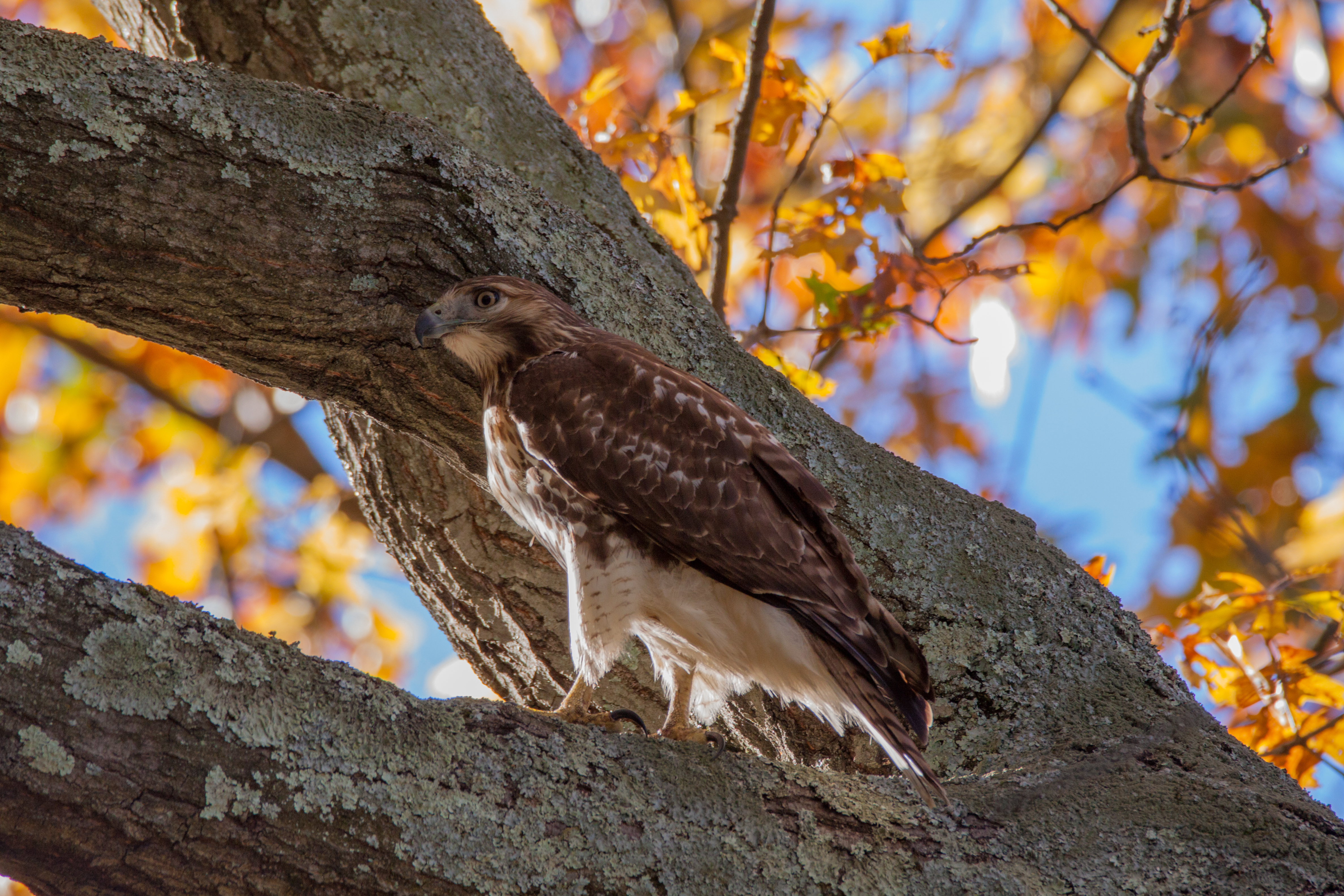 red-tailed-hawk-allaire